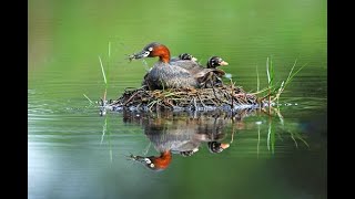 Little grebe birds