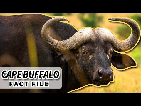 What is an old Cape buffalo called?