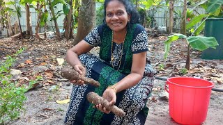 ചേമ്പ് വിളവെടുപ്പ് #viralvideo #shyla's world#harvest #agriculture #foryou #village#vlog