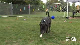 It's 'Adopt a Shelter Dog Month' - you know what to do