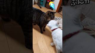 鼻息だけで相手を吹飛ばす猫#shorts#先住猫と保護猫