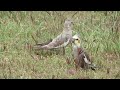 more wild cockatiels in the suburbs a male and female pair