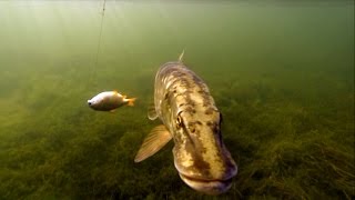 Fishing weird crazy pike attack it was killed later. Рыбалка необычное поведение щуки на охоте атака