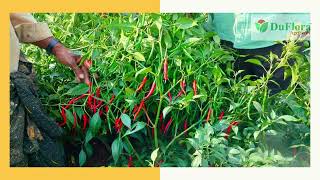 Hy. Chilli DF-Shine (DF 4345) Vill \u0026 Mandal: BOLLAPALLI, Dist: Guntur