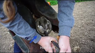 A Visit From the Farrier