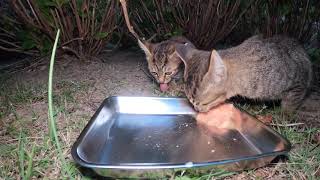 空腹の子ネコ２匹がカルカンをがむしゃらに皿を最後まで舐めてきれいになるまで食べた。3/3 カワイイ　Vol.084