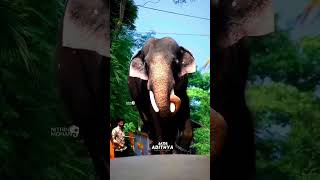 *ചുള്ളിപ്പറമ്പിൽ വിഷ്ണുശങ്കർ ❤️‍🔥💔*#kayamkulamsarath #aanapremi #elephant #chulliparambil