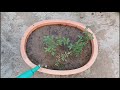 Shifted the remaining tomato saplings to a big pot | Meenu Savita Arora | Terrace gardening |