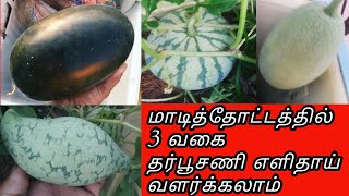 மாடித்தோட்டத்தில் மூன்று வகை தர்பூசணி எளிதாய் வளர்க்கலாம். Easy grow 3Type of Watermelon.