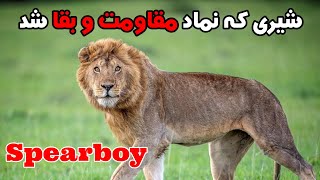 داستان اسپیربوی شیری که با وجود پای لنگ به پادشاهی رسید| Spearboy