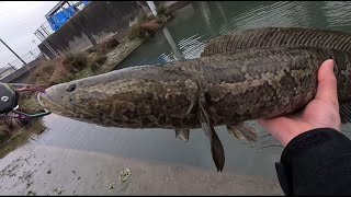 愛知県「某排水機場」雷魚  SNAKEHEAD 2024/03/24 12:00