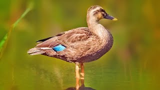 無修正0917C【引っ越しで見捨てられた雛その後】カルガモ親子かわいい。捕食者に食べられる魚。カワセミの飛び込み、喧嘩。コガモのエクリプス。カワセミVSカワセミ。稲刈り積み藁、バン【コンデジ野鳥撮影】