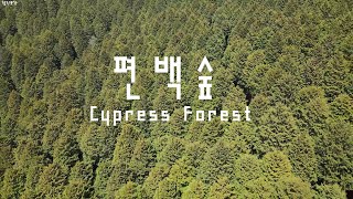 편백숲 매력에 빠지기 | 울창한 편백숲에서 힐링 | Cypress Forest