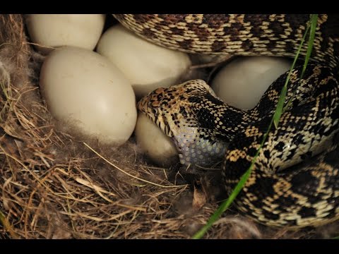 Controlling Snakes In Your Chicken Coop Controlling Snakes In Your Chicken Coop