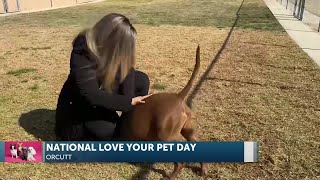 How to celebrate National Love Your Pet Day in the Santa Maria Valley