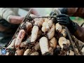 lotus root harvest purity and profits for farmers in east china