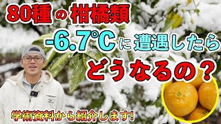 【研究】80種類の柑橘！冬の大寒波（-6.7℃）に当たるとどうなるの？温州みかんは強かった．．．