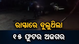 ରାସ୍ତାରେ ବୁଲୁଥିଲା 15 ଫୁଟର ଅଜଗର  | Odisha Reporter