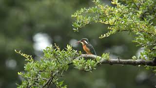 今日のカワセミ2020 09 20 ダイブ、飛び物