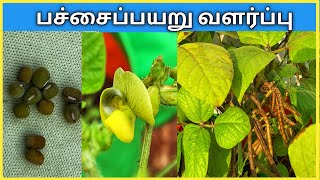 பச்சைப்பயிறு வளர்ப்பது எப்படி? Pachai Payaru Valarpu in Tamil. How to Grow Green Gram from Seed?