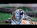 tiger facts the true king of the jungle animal fact files