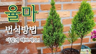 [율마키우기]#율마번식성공~!율마물꽂이방법/율마잘키우는조건.