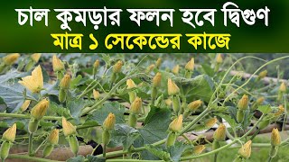 মাত্র ১৪ দিনে চাল কুমড়া গাছে প্রচুর স্ত্রী ফুল আসবে | চাল কুমড়ার ফলন হবে দ্বিগুণ | Winter Melon