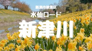 【新潟】新津川水仙ロード