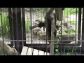 baby bearcat ビントロングの子供公開中