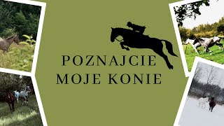 Poznajcie moje konie! 🐴