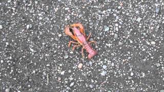 Crayfish Walking On Land - Prairie Crawfish - Procambarus (Girardiella) Gracilis - Grassland Crawdad