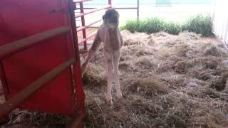 JFM-baby camel sounds