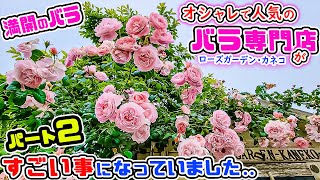 【パート2🌹バラ満開♪】オシャレで大人気の「バラ専門店」がすごい事になっていました..パート2【ローズガーデン・カネコさん】