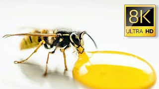 Amazing Insects Collection 8K HDR 60FPS ULTRA HD || Unique Insects around the world ||