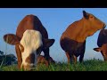 Beefmaster Cattle Breed in Colombia - TvAgro by Juan Gonzalo Angel