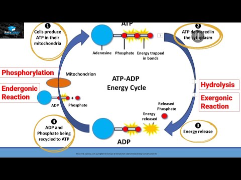 ATP-ADP ENERGY CYCLE - YouTube