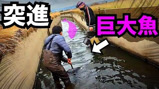 狭い水路に巨大魚うじゃうじゃ…？！真冬のガサガサ後編