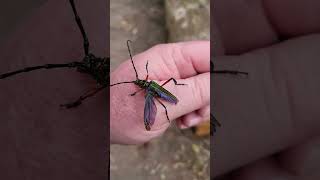 Longhorn beetle flies away 🇨🇷 Costa Rica