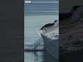 Penguin POO leads to incredible discovery 🐧💩 | Newsround #shorts