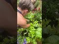 switching out your plants for summer watch this first kitchengarden vegetablegarden