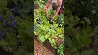 Switching Out Your Plants For Summer? Watch This First #kitchengarden #vegetablegarden