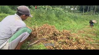 Traditional Peanut Harvest: Farmers Collecting Peanuts \u0026 Leaves for Livestock Feed