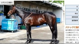 【競馬】 東京優駿（日本ダービー）Japan Derby 2015 ドゥラメンテ サトノラーゼン - マヤノタバラのJRA頭脳