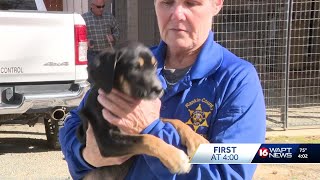 Rankin County Animal Shelter hopes to adopt out 50 dogs