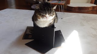 どうしても転んじゃう箱とねこ。-Maru wants to get into the box without falling down.-