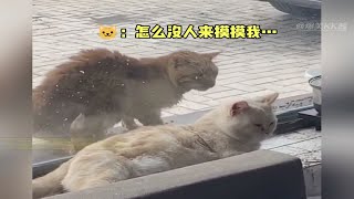 流浪猫咪也渴望有个家，“小猫咪也不知道为什么别人要喊它流浪猫”