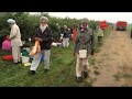 Abbotsford Berry in Canada