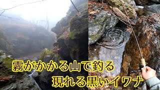 渓流釣りでルアー「堰堤の先へ行ってみよう」出会った黒いイワナはかっこよかった。