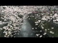 目黒川の桜 2016年