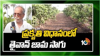 ప్రకృతి విధానంలో తైవాన్ జామ సాగు | Taiwan Guava Cultivation in Natural Mode | 10TV